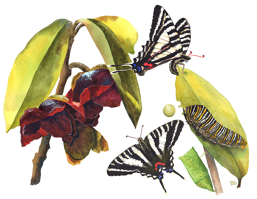 1- Zebra Swallowtail life cycle